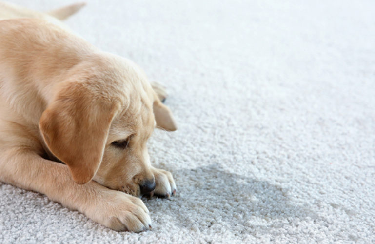 What does professional pet urine odor removal entails