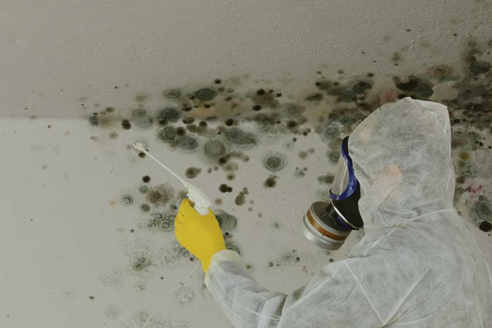 mold removal markham